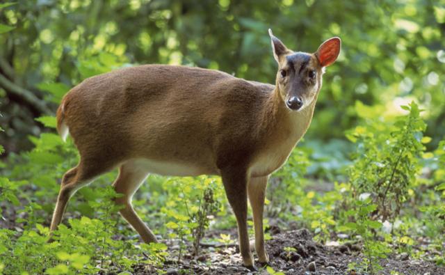 reevess_muntjac_1.jpg