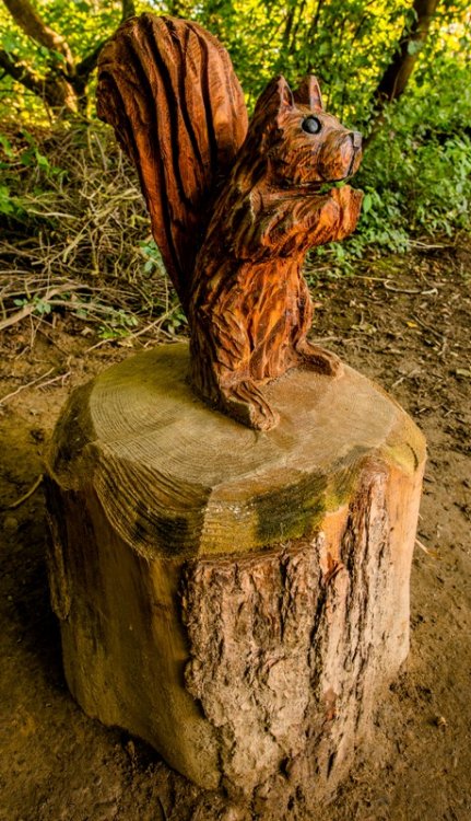 Clifton park squirrel low res.jpg